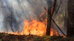 Incêndio florestal / Foto: JCLobo/Adobe Stock
