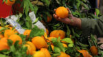 Laranja - Foto-Câmara Municipal de Portimão e Escola de Hotelaria e Turismo de Portimão