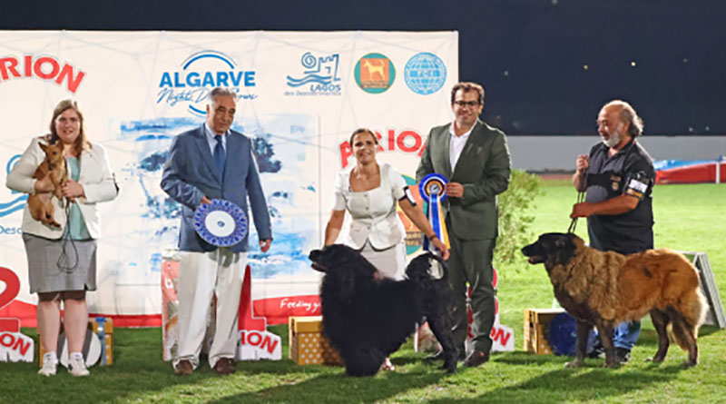 Exposições caninas - Foto-Reprodução_Divulgação