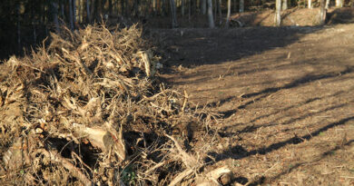 Limpeza de terreno - Foto-Estelle R_AdobeStock_312542013