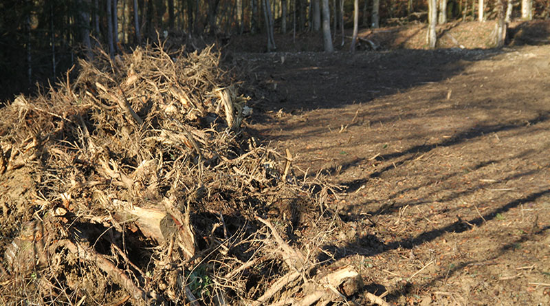 Limpeza de terreno - Foto-Estelle R_AdobeStock_312542013