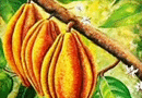 Exposição sobre o cacau - Foto-Reprodução_Município de Monchique