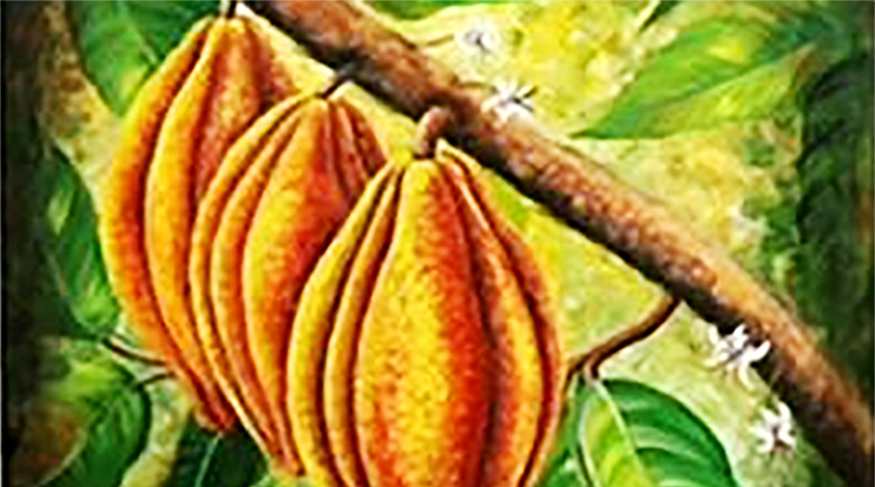Exposição sobre o cacau - Foto-Reprodução_Município de Monchique