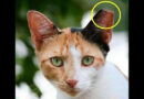Gatos de Rua-sessões de Esclarecimento - Foto-Reprodução_Município de Monchique 2