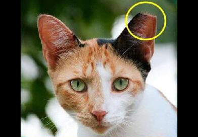 Gatos de Rua-sessões de Esclarecimento - Foto-Reprodução_Município de Monchique 2