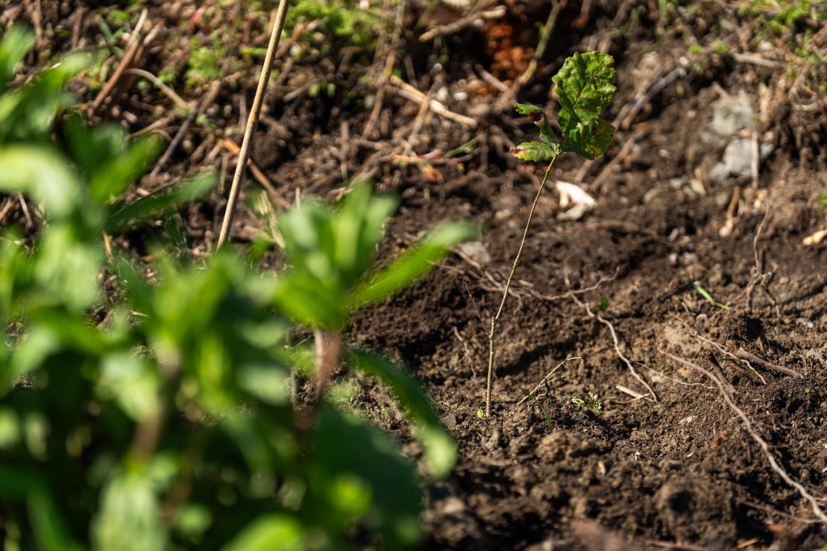 Carvalhos plantados na Foia durante a Volta ao Algarve 2026 - Foto-Reprodução_site voltaaoalgarve.com