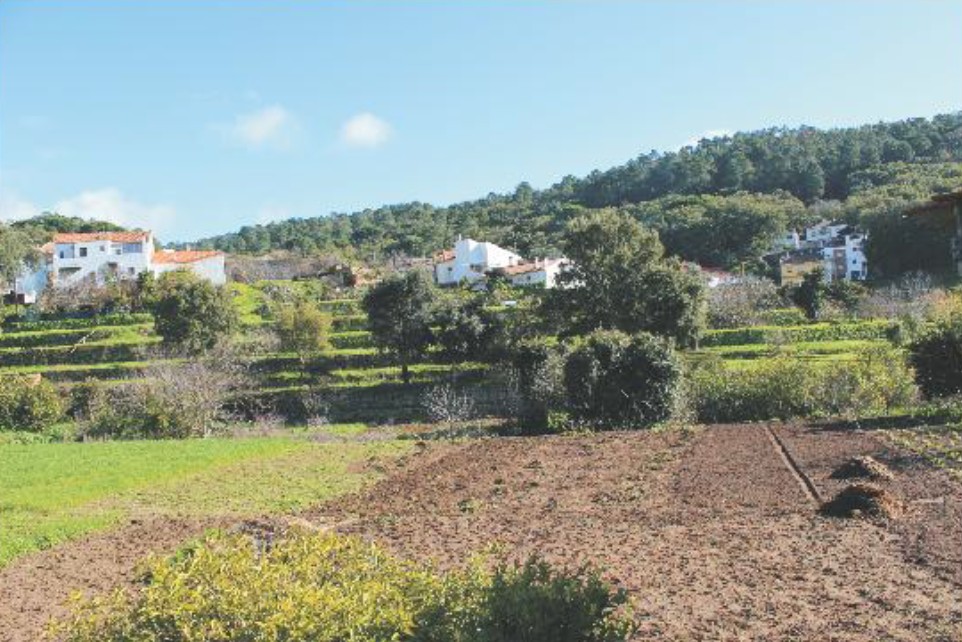 Agricultura em Monchique - Foto-Américo Telo_JM