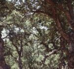 Quercíneas - Foto-Reprodução_Município de Monchique