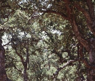 Quercíneas - Foto-Reprodução_Município de Monchique