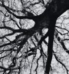 Sobreiro - Foto-Reprodução_Município de Monchique
