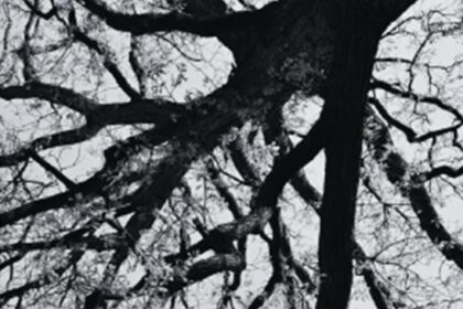 Sobreiro - Foto-Reprodução_Município de Monchique