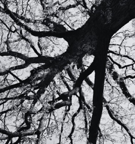 Sobreiro - Foto-Reprodução_Município de Monchique