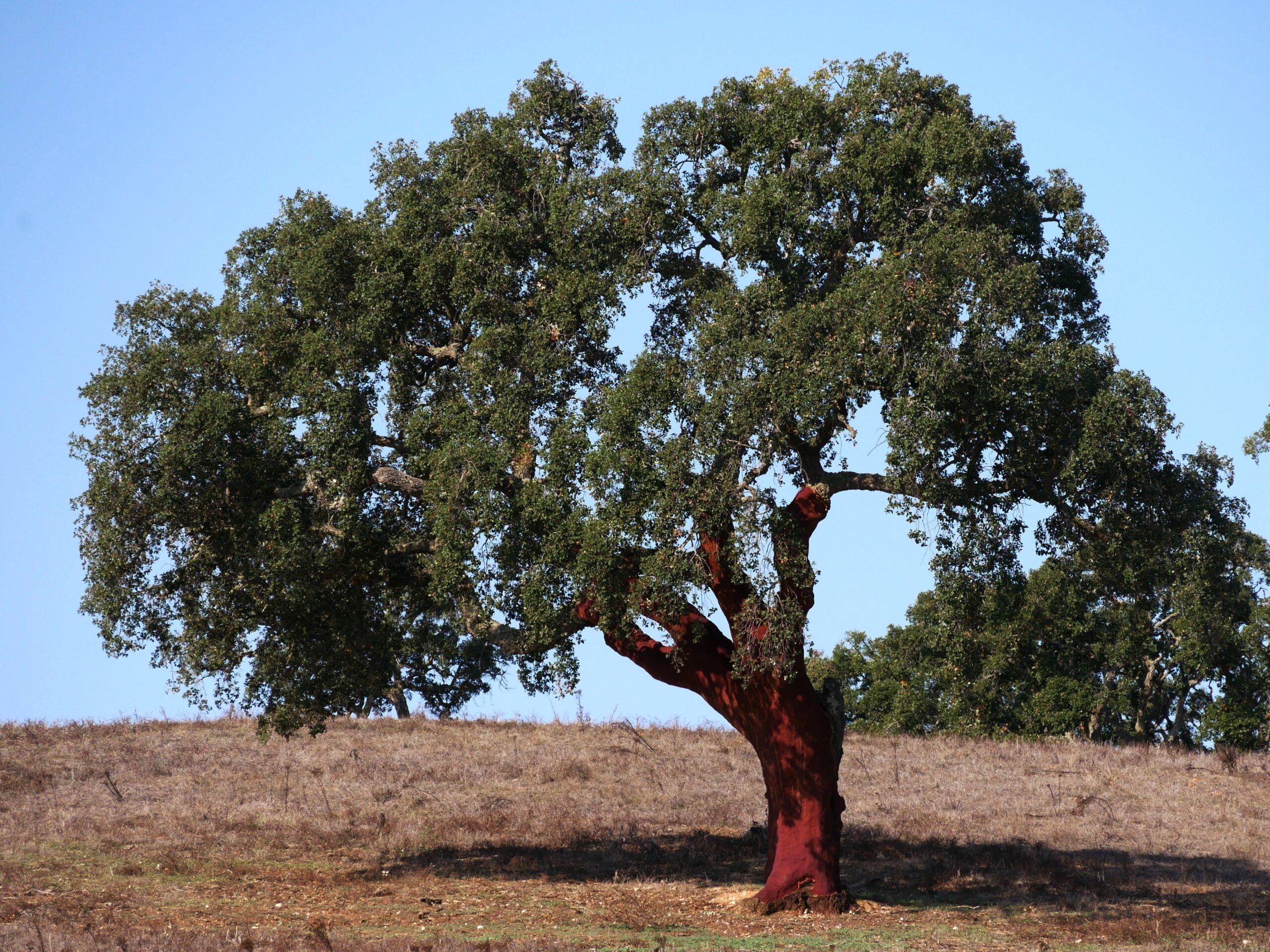 Sobreiro-sobreira - Foto-CHRISTINE_AdobeStock