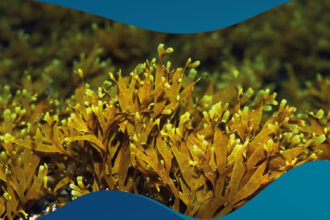 Algas invasoras - Foto-Município de Portimão_Direitos reservados