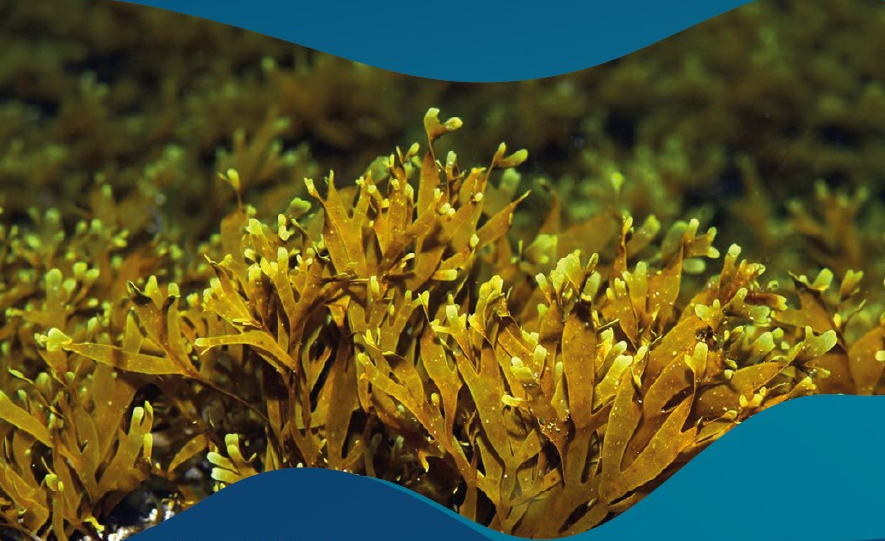 Algas invasoras - Foto-Município de Portimão_Direitos reservados