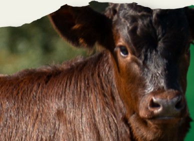 Feira de Garvão 2026 - Foto-Reprodução_site jf-alferce.pt