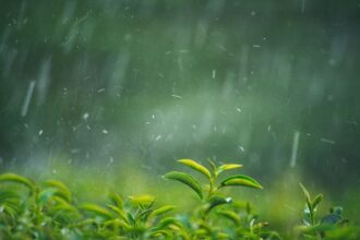 Plantas - Foto-aFotostock_AdobeStock_828587315 (1)