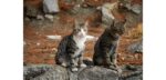 Gatos em Marmelete - Foto-Reprodução_freguesia.demarmelete-Facebook