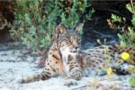 Lince-ibérico - Foto-Pedro Sarmento_ICNF