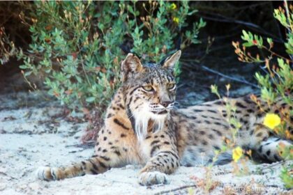 Lince-ibérico - Foto-Pedro Sarmento_ICNF