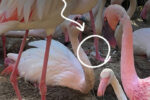 Flamingos no Zoo de Lagos - Foto-Reprodução_zoodelagos1-Facebook