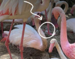 Flamingos no Zoo de Lagos - Foto-Reprodução_zoodelagos1-Facebook