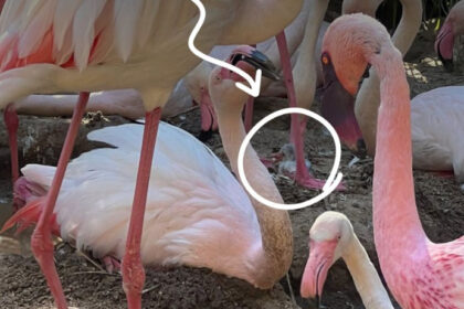 Flamingos no Zoo de Lagos - Foto-Reprodução_zoodelagos1-Facebook