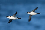 Torda-mergulheira - Foto-Reprodução_site birdwatchingfestivalofsagres-Facebook