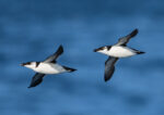 Torda-mergulheira - Foto-Reprodução_site birdwatchingfestivalofsagres-Facebook