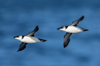 Torda-mergulheira - Foto-Reprodução_site birdwatchingfestivalofsagres-Facebook