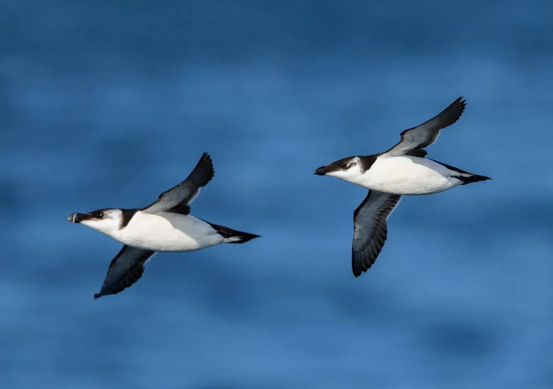 Torda-mergulheira - Foto-Reprodução_site birdwatchingfestivalofsagres-Facebook